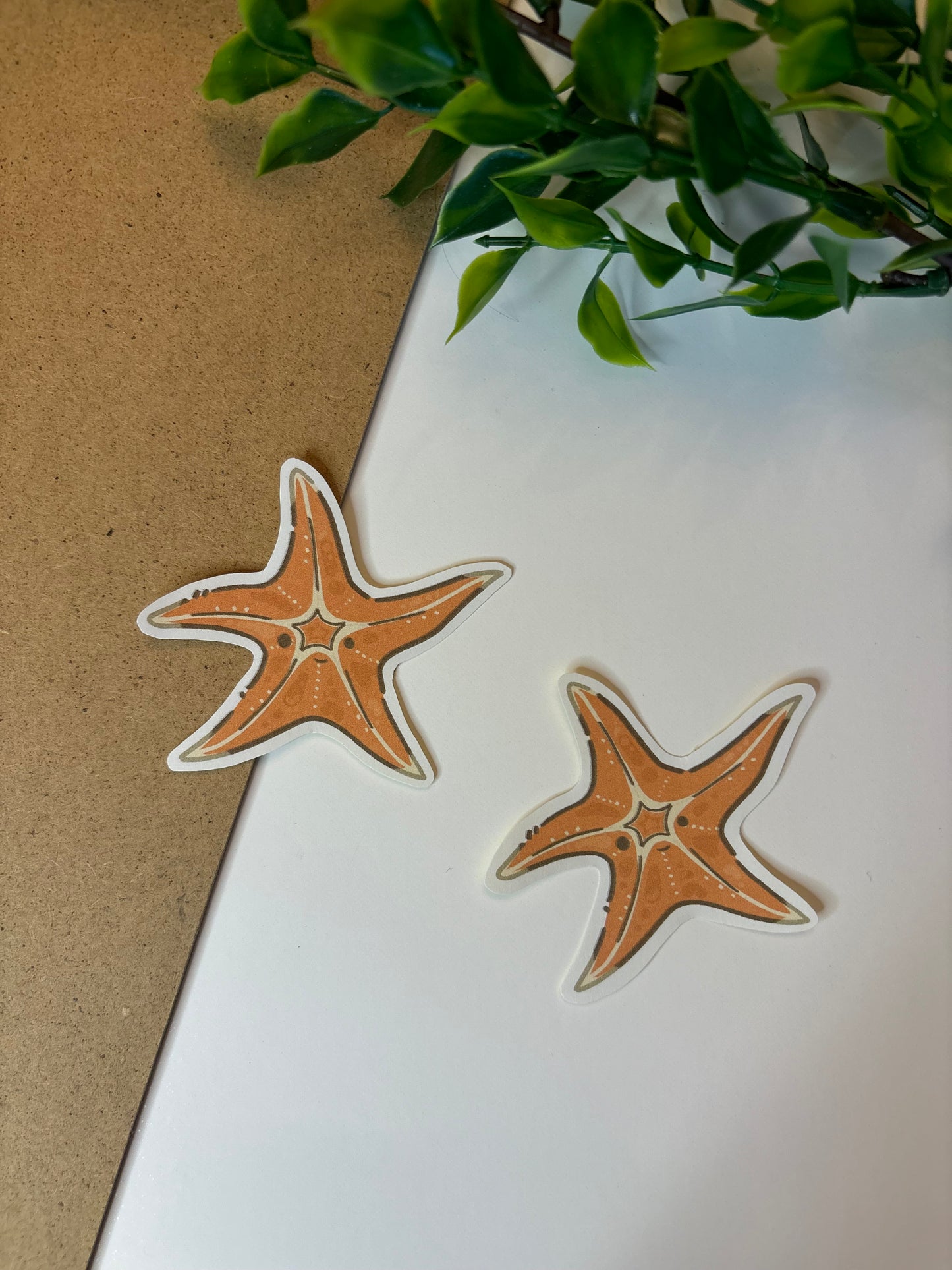 Starfish ˗ˋˏ ♡ ˎˊ˗  Sticker