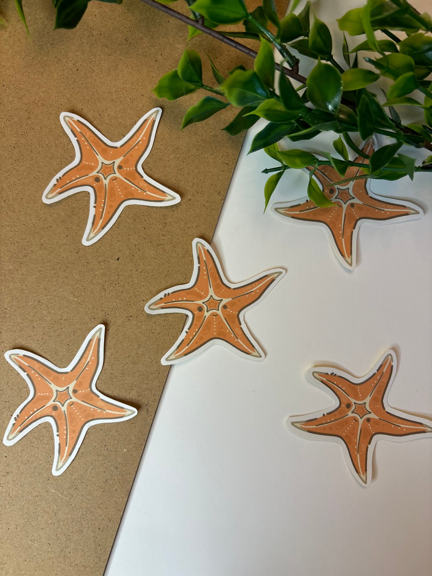 Starfish ˗ˋˏ ♡ ˎˊ˗  Sticker