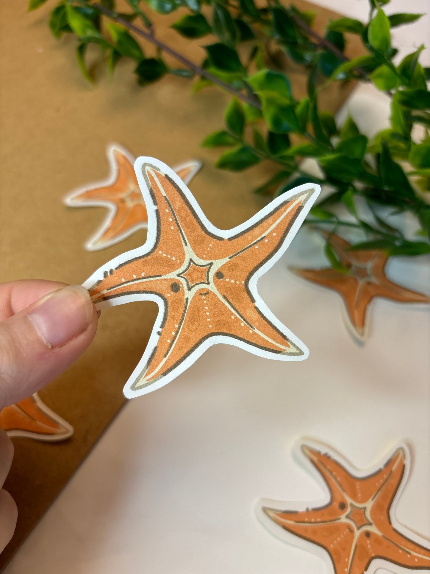 Starfish ˗ˋˏ ♡ ˎˊ˗  Sticker