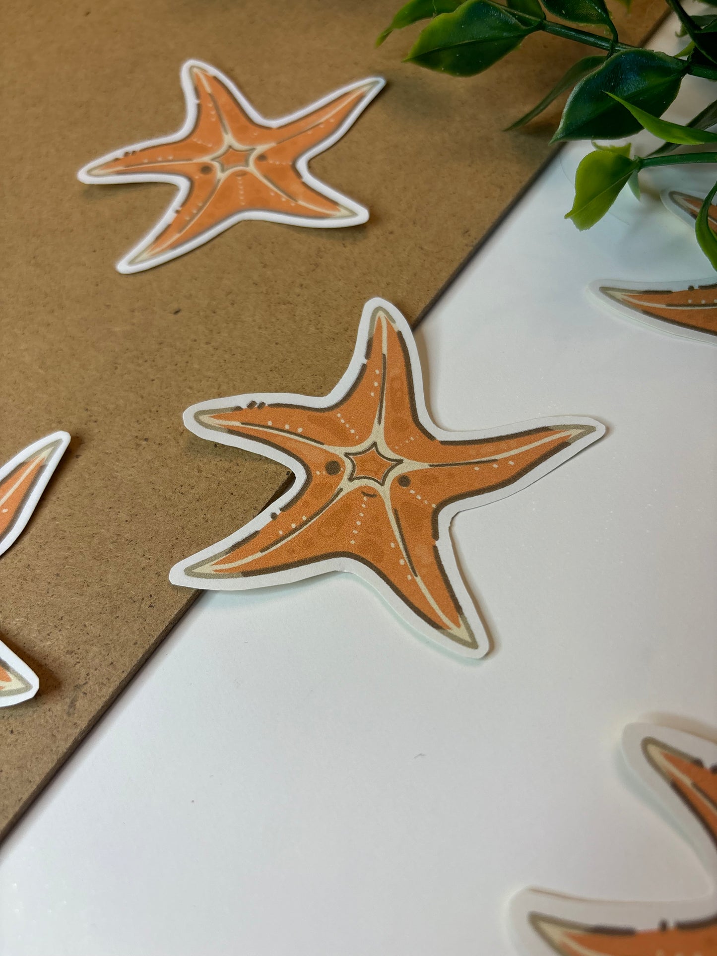 Starfish ˗ˋˏ ♡ ˎˊ˗  Sticker