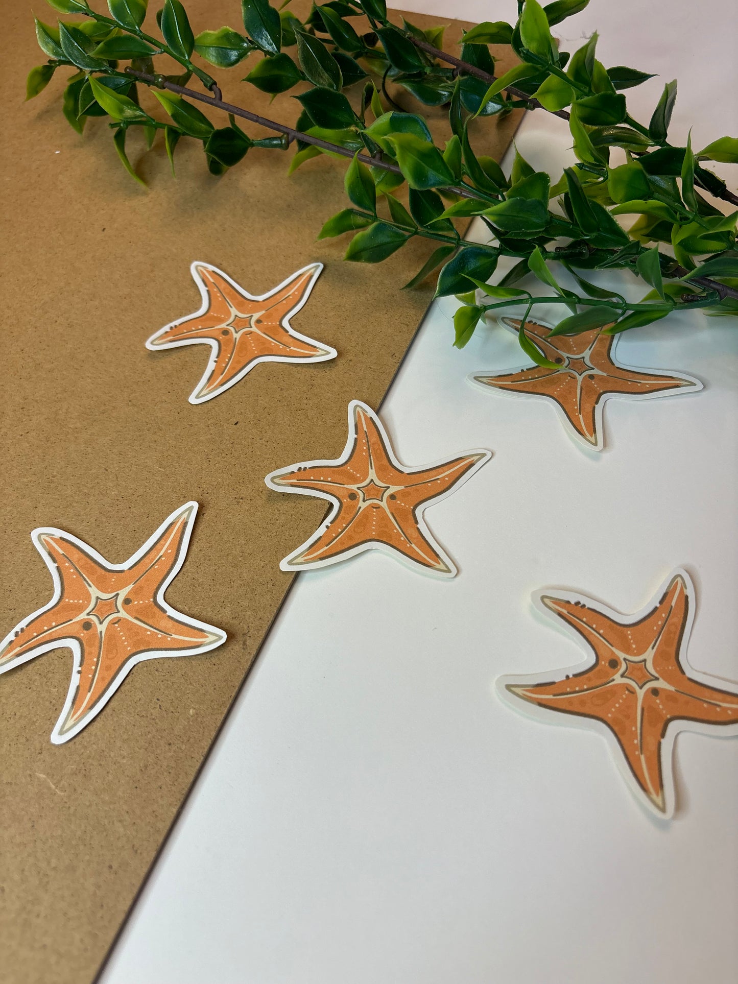 Starfish ˗ˋˏ ♡ ˎˊ˗  Sticker